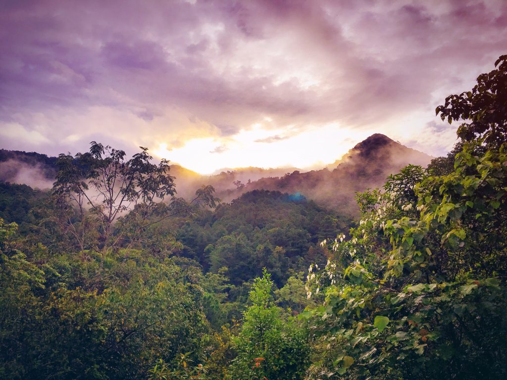 rainforest Amazon