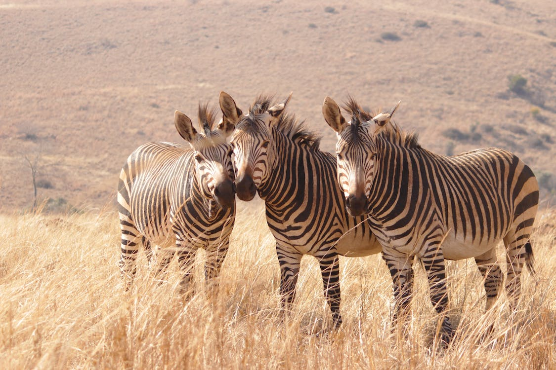africa safari